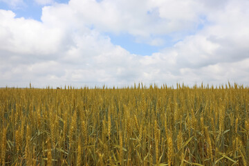 Agricultural field with ripening cereal crop under cloudy sky