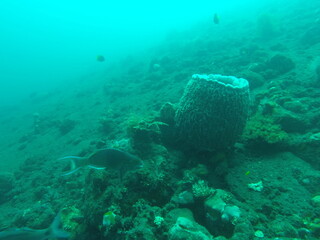 Fond marin, plong&eacute;e sous marine &agrave; Bali, Indon&eacute;sie