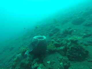 Fond marin, plongée sous marine à Bali, Indonésie	
