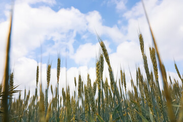 Agricultural field with ripening cereal crop under cloudy sky, closeup view