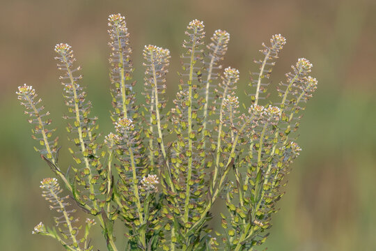 Close up of a field pepperwort (lepidium campestre) plant