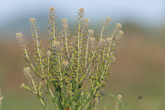Close up of a field pepperwort (lepidium campestre) plant