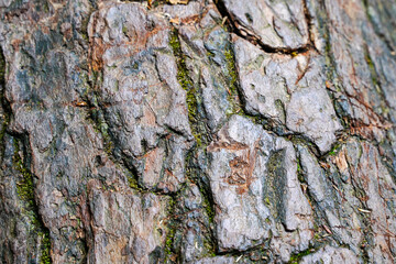 Large tree bark on a living tree. Textured background resource.