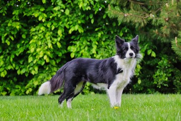 Black and white border collie stands in the garden and watching her man. Black and white dog waiting for her orders. Dog training obedience in the park.