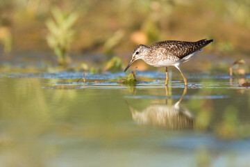 Wood sandpiper (Tringa glareola) is a small wader. Small bird with brown spotted body standing in the water and looking for some meal. Soft reflection on the water level. Evening light. Wild scene.  