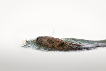 Eurasian beaver (Castor fiber), this large rodent swimming in the river, eating some sticks from...