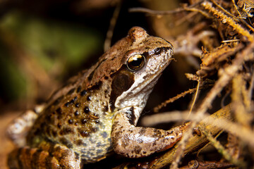 macro portrait of an ordinary amphibian frog