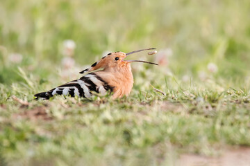 Eurasian Hoopoe (Upupa epops)beautiful bird with orange plume on the head, long thin black beak and...
