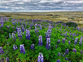 Lupinus flower in Wasteland in Iceland. Purple flowers with Cloudy Sky on a Trip
