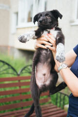 Black and white puppy. A small puppy in the hands of a girl. The puppy gives a paw to the owner. A black dog with a red collar. Assistance to homeless animals. Love for animals. Pets.