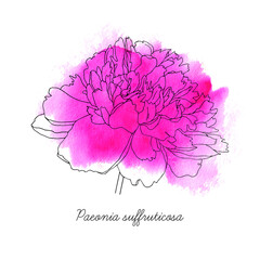 Vector peony flower isolated on pink watercolor background. Black and white hand drawn botanical scetch.