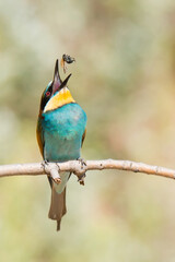 European bee-eater (Merops apiaster). Middle size colorful bird standing on the branch. Beautiful bird with blue chest and abdomen, brown back, red eyes, yellow head, black mask, fluffy feathers.  