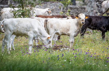 Dos toros muy pequeños de color blanco