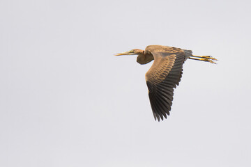 Purple heron (Ardea purpurea).Moment of flying. Large wading bird flying over the country. Purple body with black details. Scene from wild nature. Slovakia  