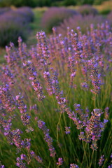 Ripe lavender field for harvesting. A view at sunrise. Turkey