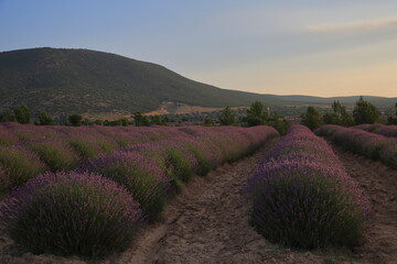 Fototapeta na wymiar Ripe lavender field for harvesting. A view at sunrise. Turkey