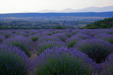 Lavender field. A field of ripe lavender to be harvested. close-up view.