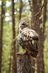 Owl sitting on a post in a forest setting