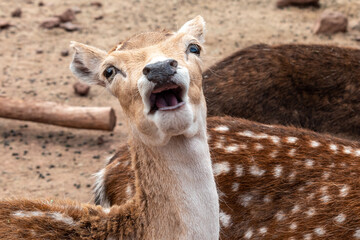 Close up of a deer making a funny face