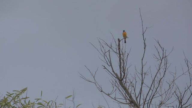 Aves chaco