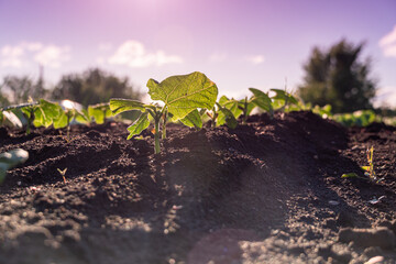 Green sprout growing from ground, new life or start or beginning concept. Wide banner