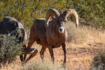 Bighorn sheep standing in the brush at Valley of Fire, Nevada