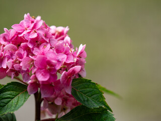 bunch of pink flowers with four petals