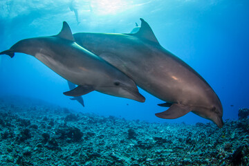 Fototapeta na wymiar dolphins underwater