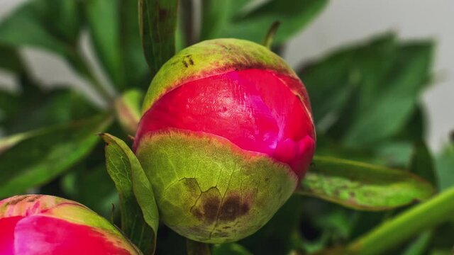 Pink peony flower opens from a green round bud as it blooms macro close up video timelaps. Flower explosion 