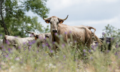 Un espectacular vaca se asoma entre la hierba y las flores 