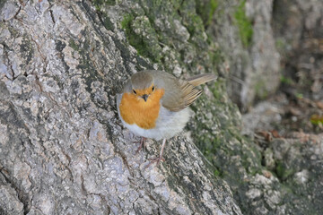 The colourful robin redbreast on a tree trunk