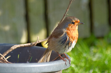 Robin redbreast with ruffled feathers perched on a flowerpot