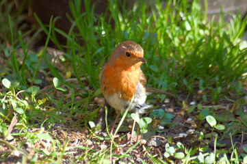 Robin redbreast in the garden looking for food
