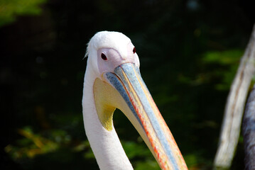 close up on pink pelican in zoo