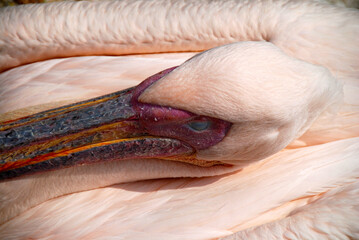 close up on pink pelican in zoo