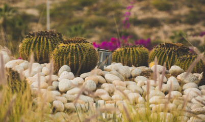 Awesome vegetation view of 