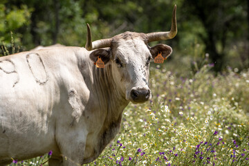 Primer plano de una bonita vaca