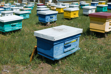 A row of bee hives in a private apiary in the garden. Honey industry.