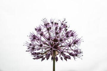 Flower of purple allium decorative bow close-up on a white background. Horizontal orientation. 
