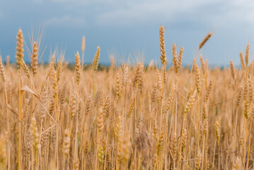 Wheat field . Golden wheat closeup. Harvest concept.