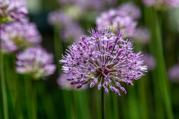 Allium flowers of decorative bow onion close-up. Horizontal orientation.