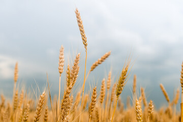 Fototapeta premium Wheat field . Golden wheat closeup. Harvest concept.