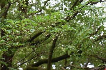 The japanese snowbell is a Styracaceae deciduous tree and its berries contain saponins,which are poisonous components.