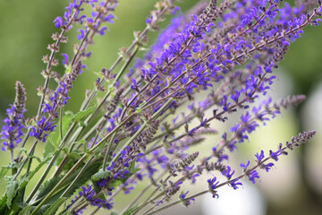 Sage bouquet