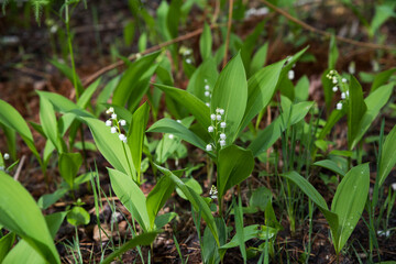 Forest lily of the valley flowers in green grass. Selective focus.