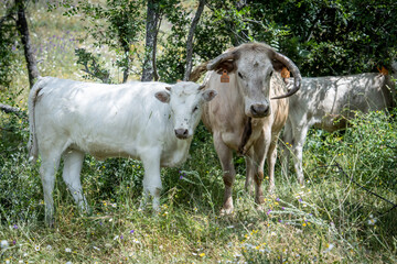 Una vaca de cuernos feos junto a su cría 