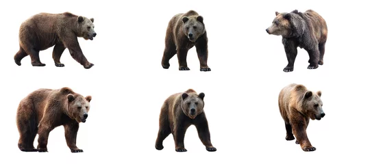 Fotobehang Set of brown bears isolated on white background. Collage of a dangerous predator bear. Banner. Copy space. © lastfurianec