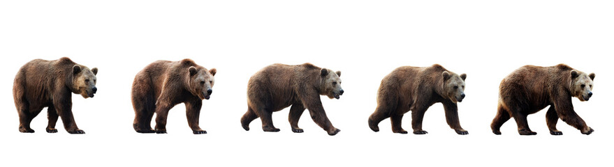 Set of brown bears isolated on white background. Collage of a dangerous predator bear. Banner. Copy space.