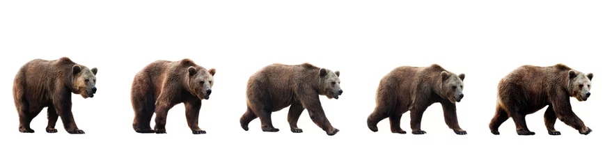 Fototapeten Set of brown bears isolated on white background. Collage of a dangerous predator bear. Banner. Copy space. © lastfurianec