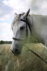 Beautiful racehorse on a pasture in the village. Horse in nature near the forest. Stock background for design